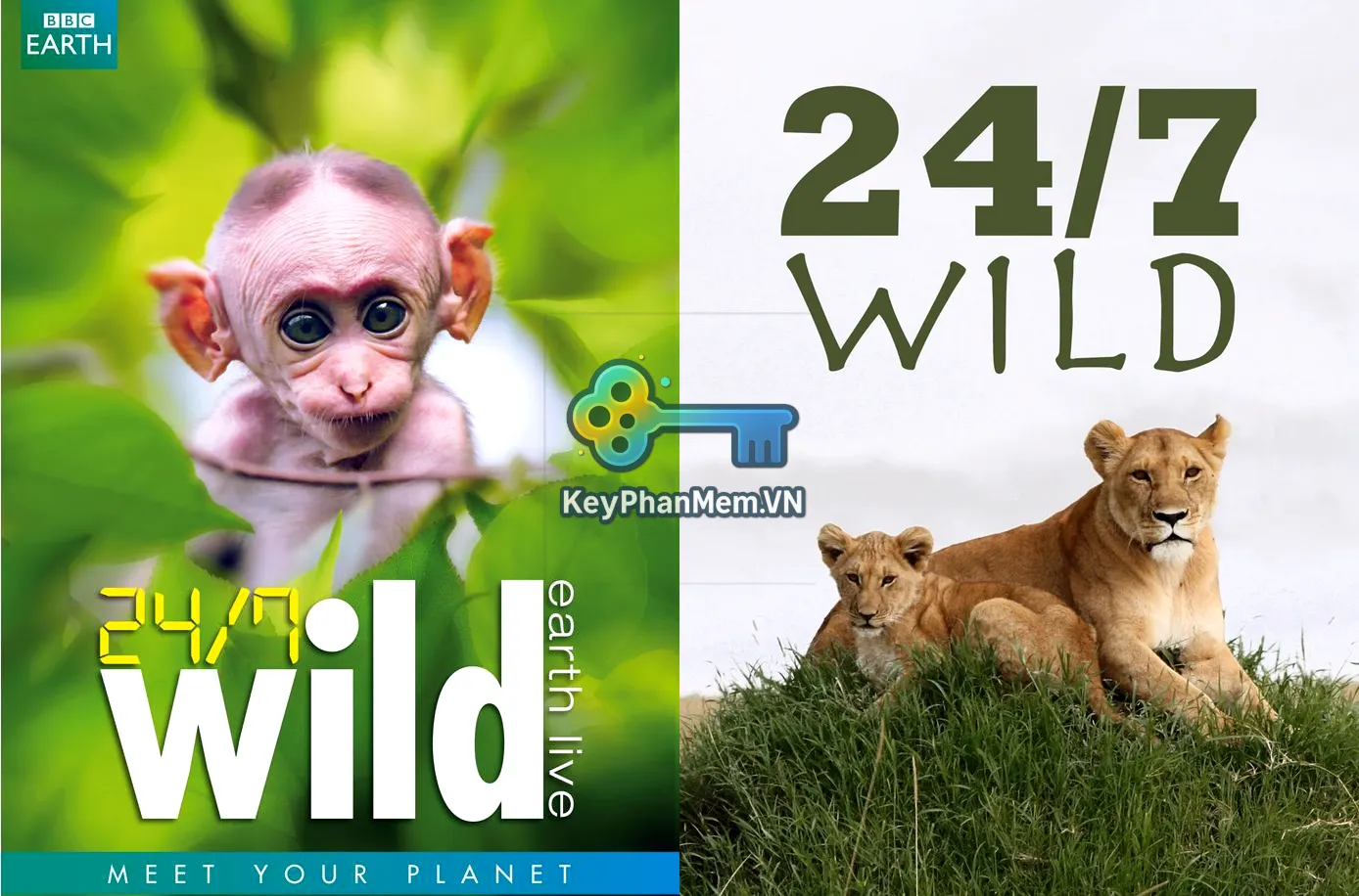 Phim-BBC-Earth-Wild-Earth-Live-2012-1080p-ViE-KeyPhanMem.VN.webp