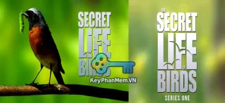 Phim-BBC-The-Secret-Life-of-Birds-2012-1080p-ViE-KeyPhanMem.VN.webp